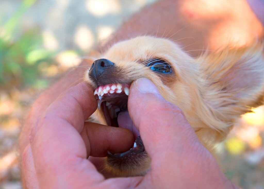 close up photo of chihuahua with retained teeth