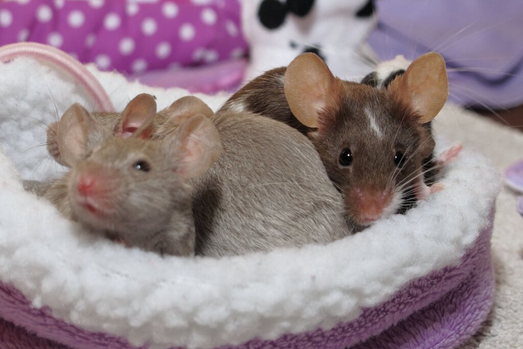 pet mice sitting in a fluffy bed together