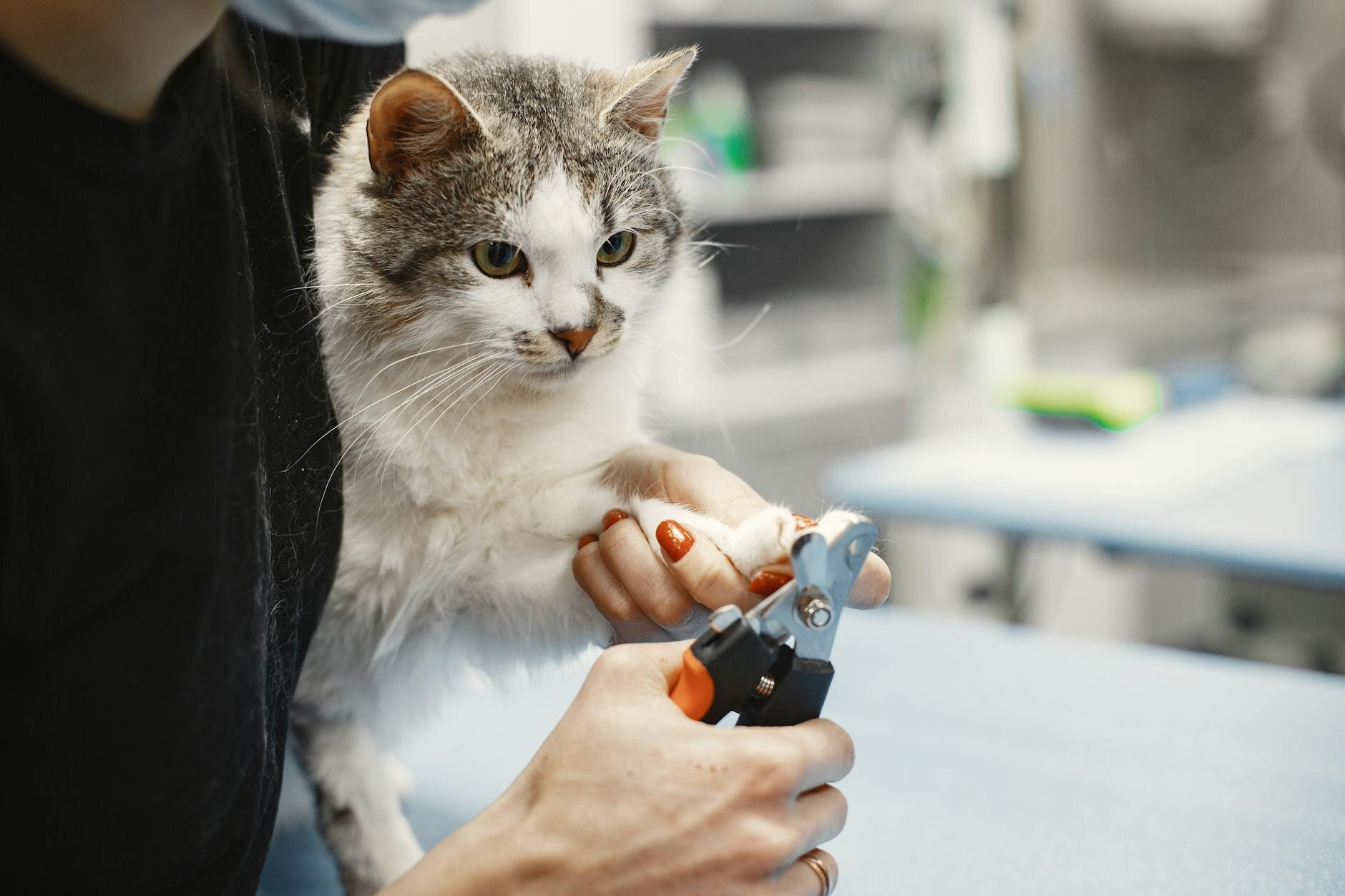 cat having nails trimmed