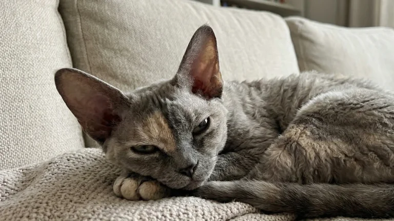devon rex resting on sofa