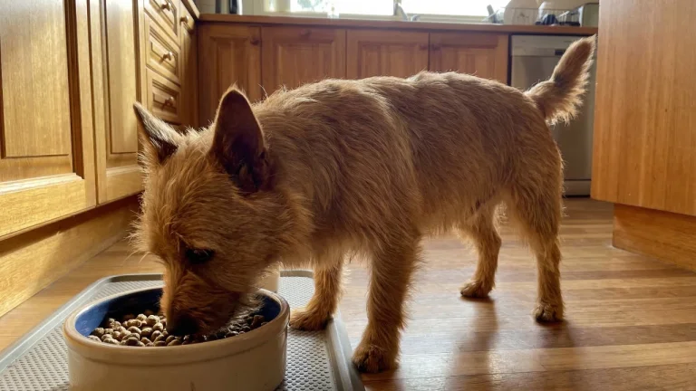 Australian terrier eating food from bowl