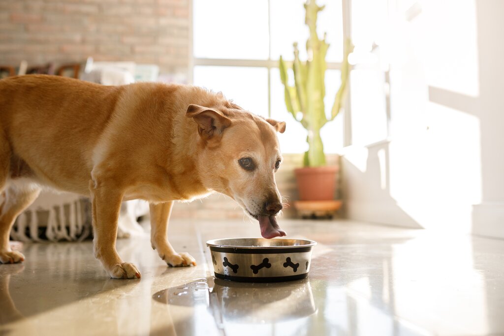senior dog drinking from bowl