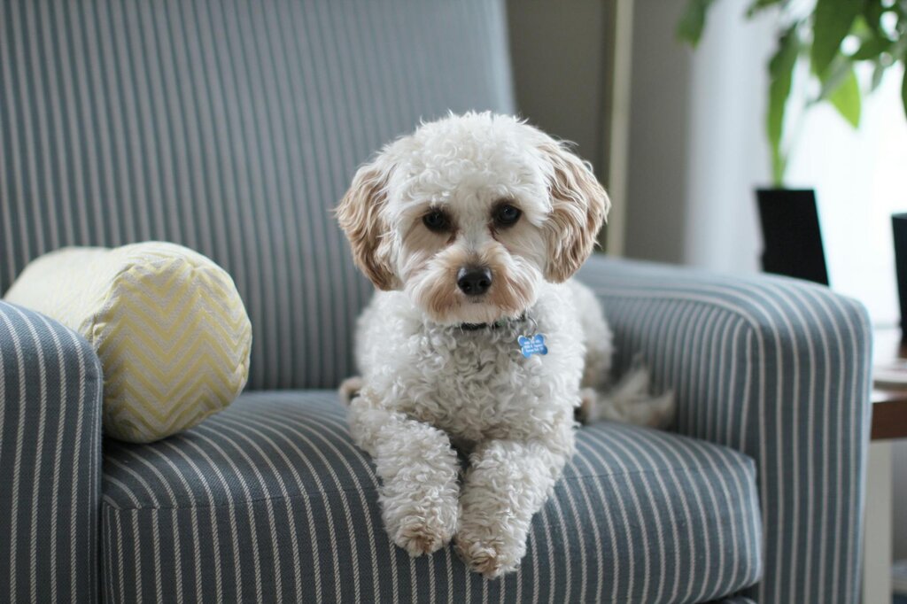 oodle dog sitting on armchair