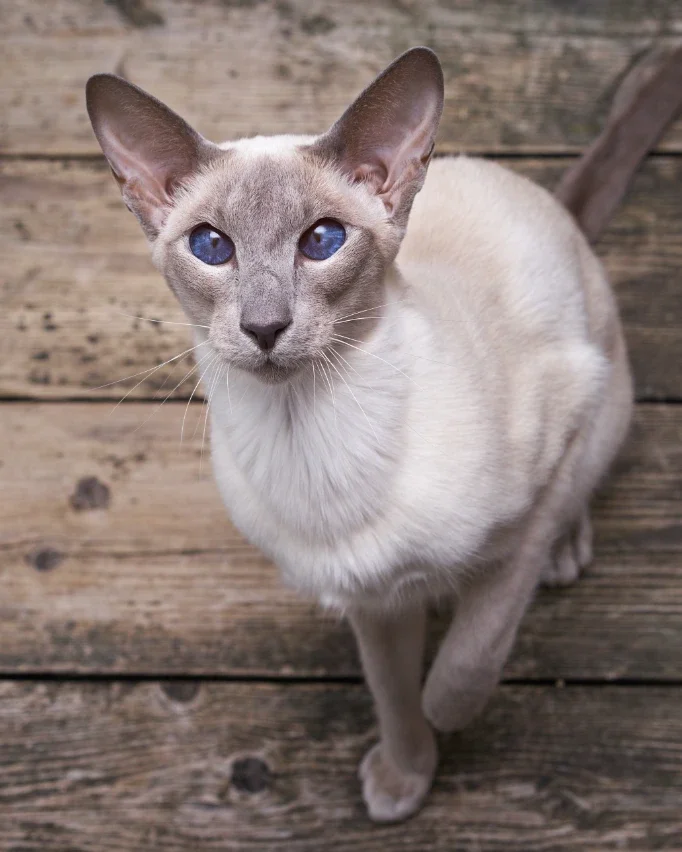 oriental cat breed looking up at camera with stunning blue eyes 