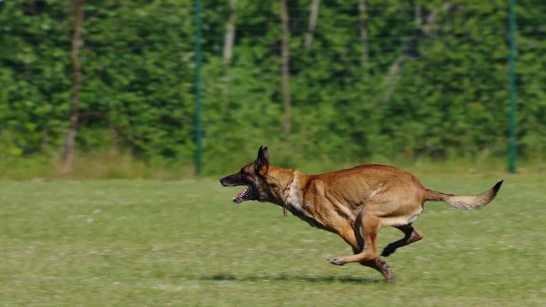 belgian malinois running