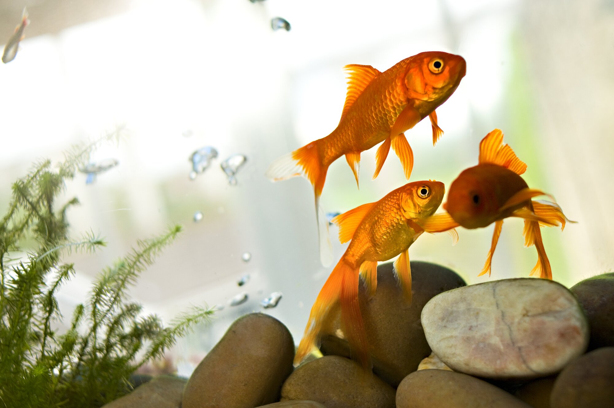 3 goldfish in tank with rocks and plants