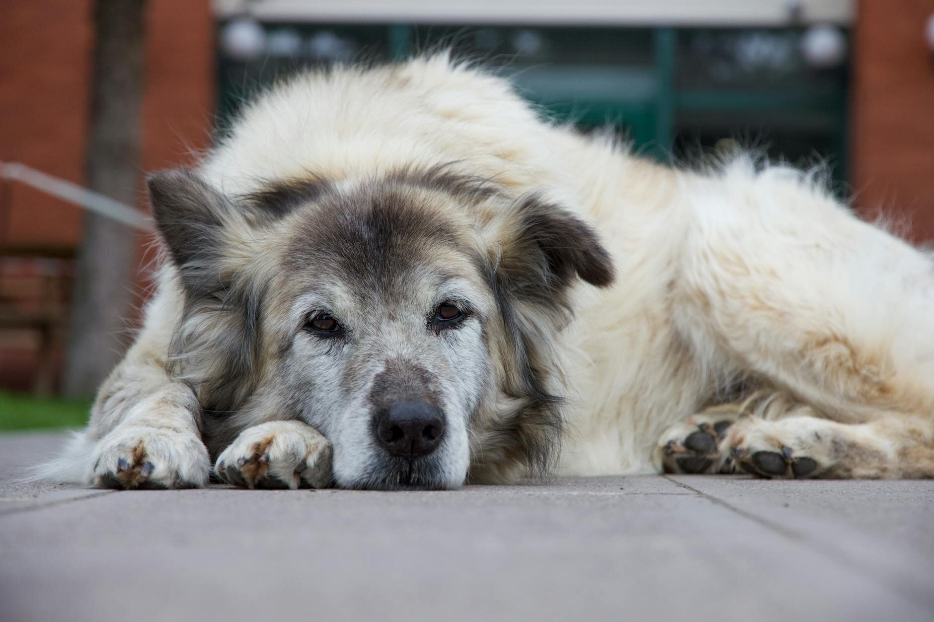 old dog lying on concrete