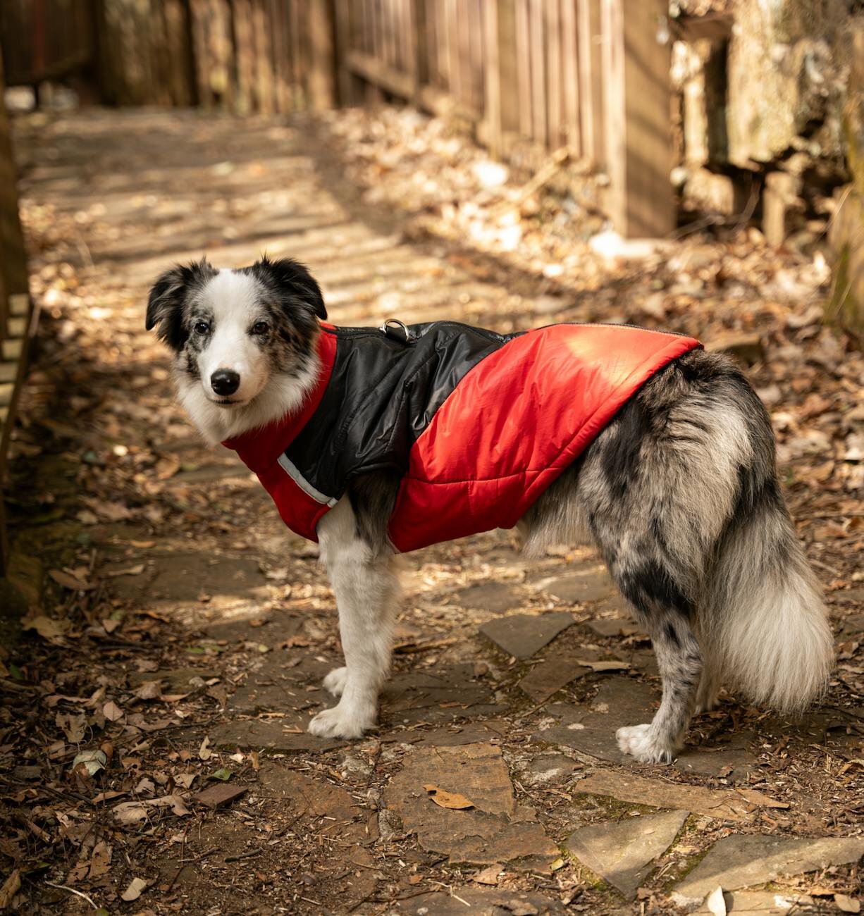 dog in red and black coat