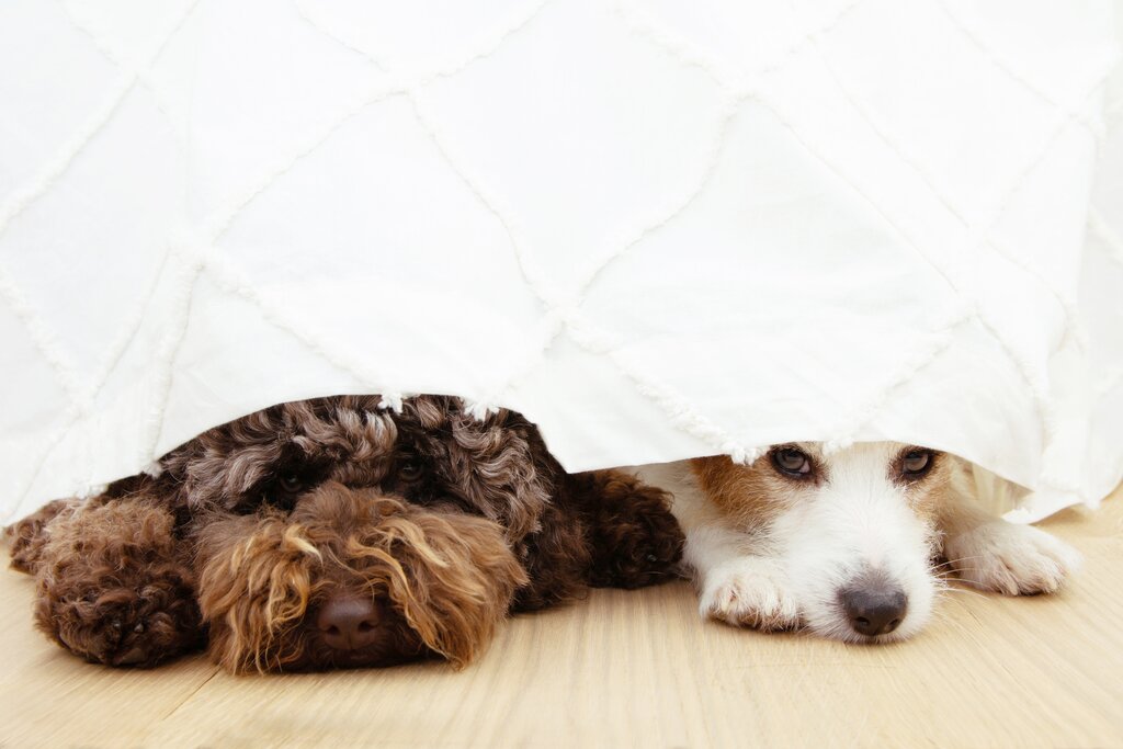 two small breed dogs hiding under a blanket looking scared 