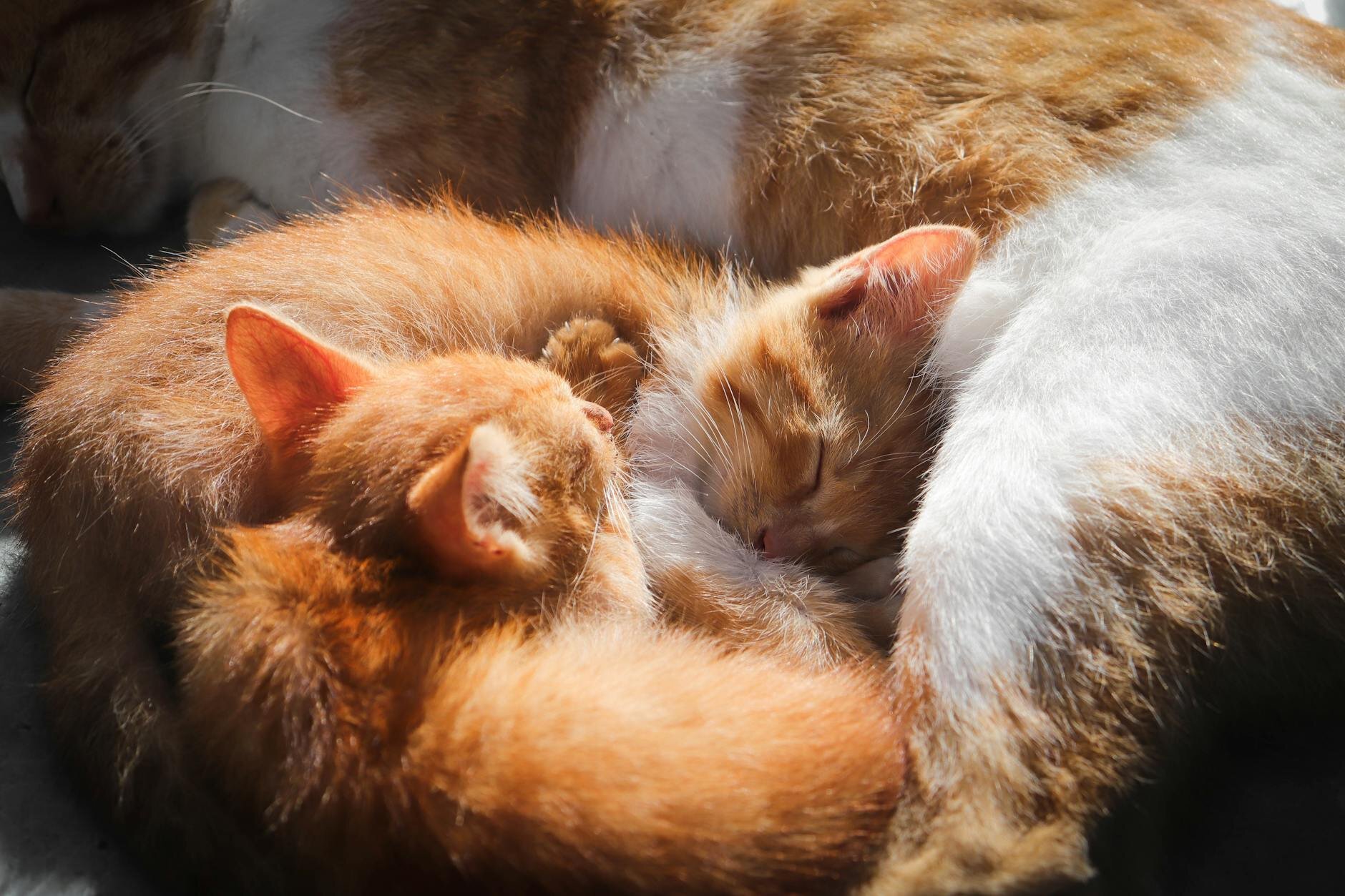 kittens and queen sleeping