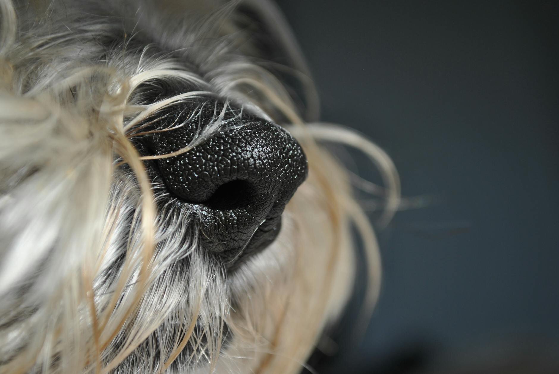 close up of dog's nose