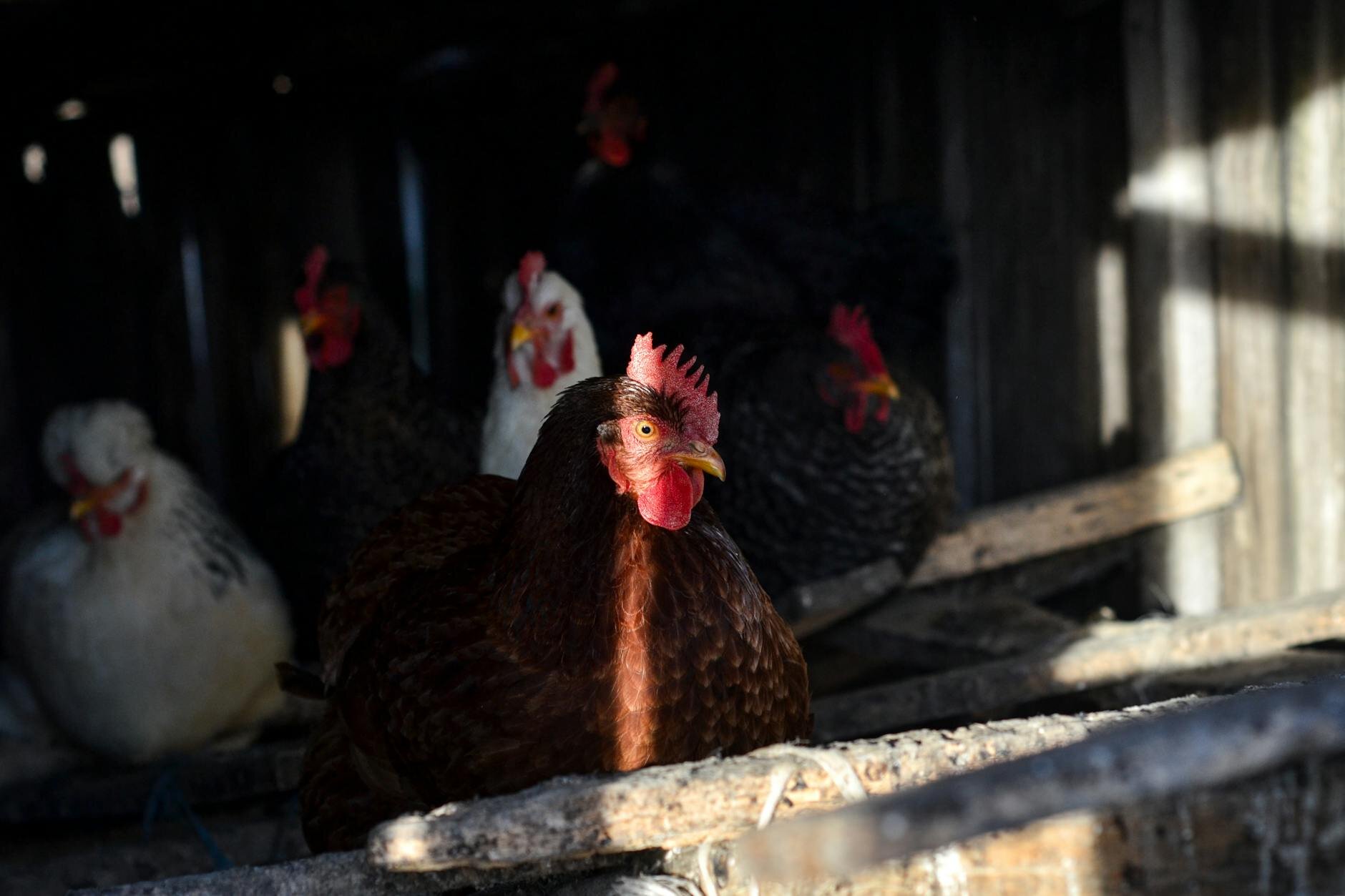chickens roosting