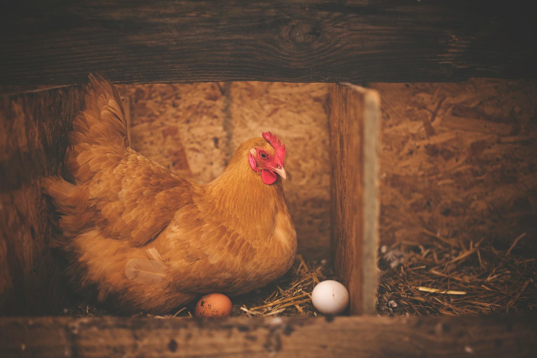 chicken nesting