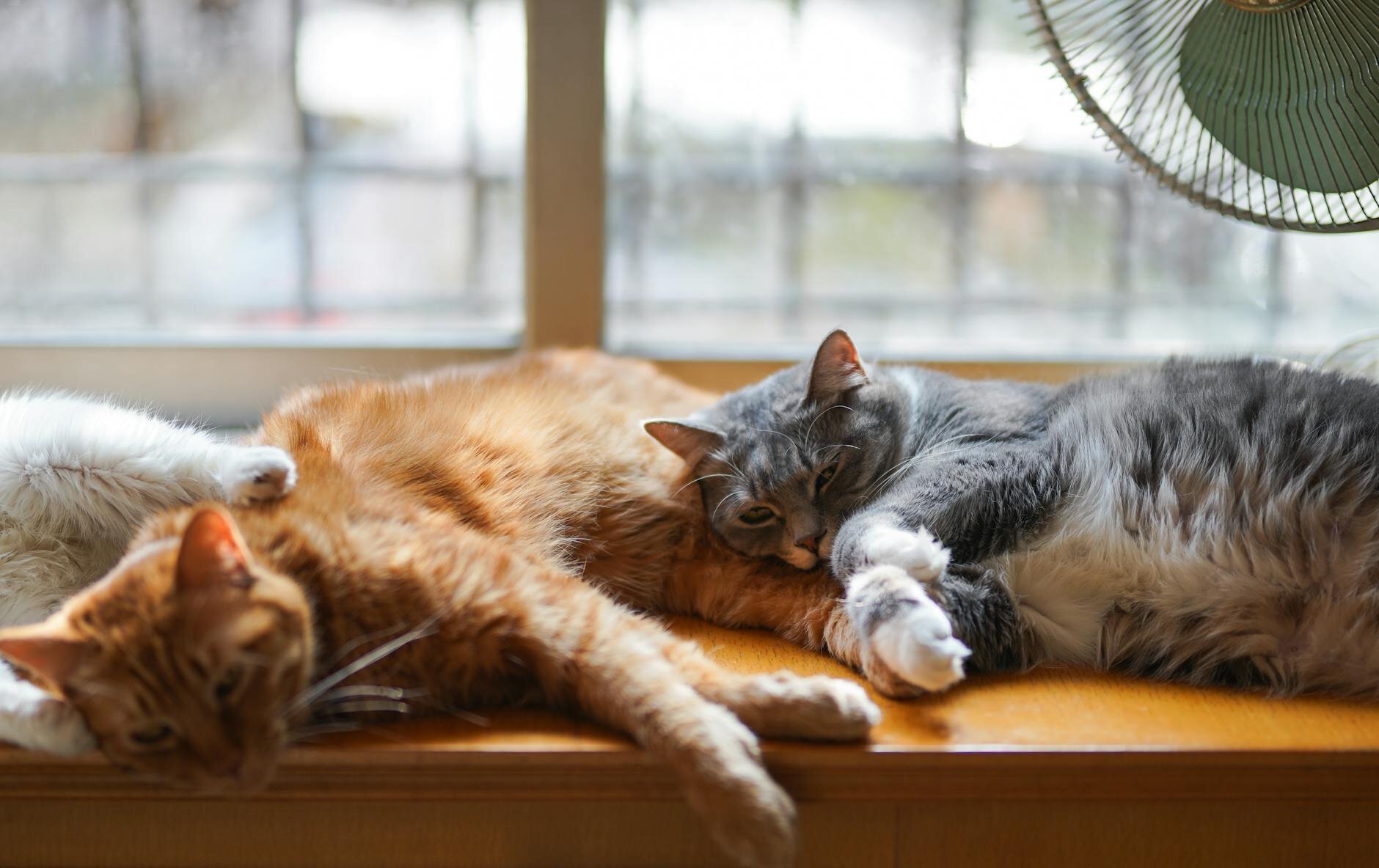 multiple cats resting in front of fan