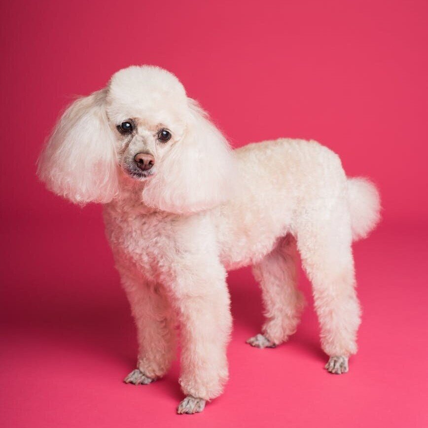 white poodle with fluffy groomed ears on pink background