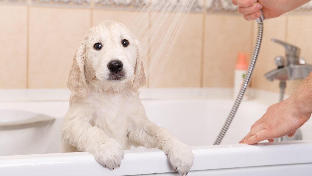 puppy having a bath