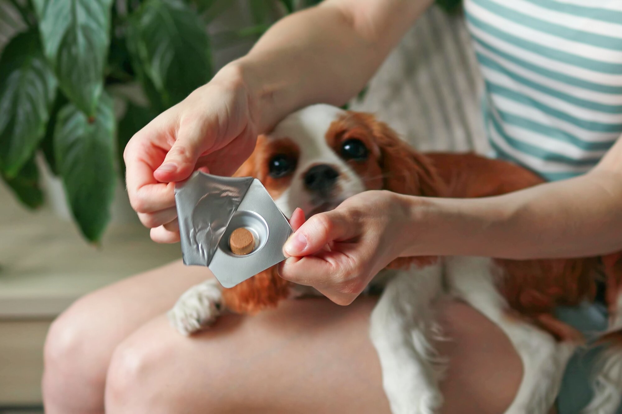 cavalier dog sitting on owners lap as they open a preventative chew packet 