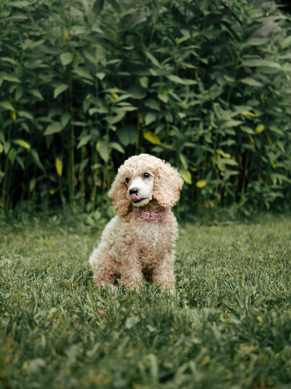 cream poodle sitting with tongue out licking nose
