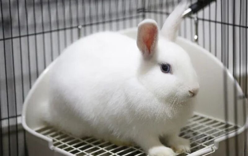 white rabbit using litter tray