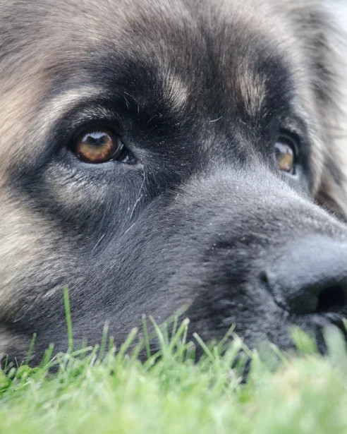 close up of a leonberger dog lying in the grass looking off to the distance
