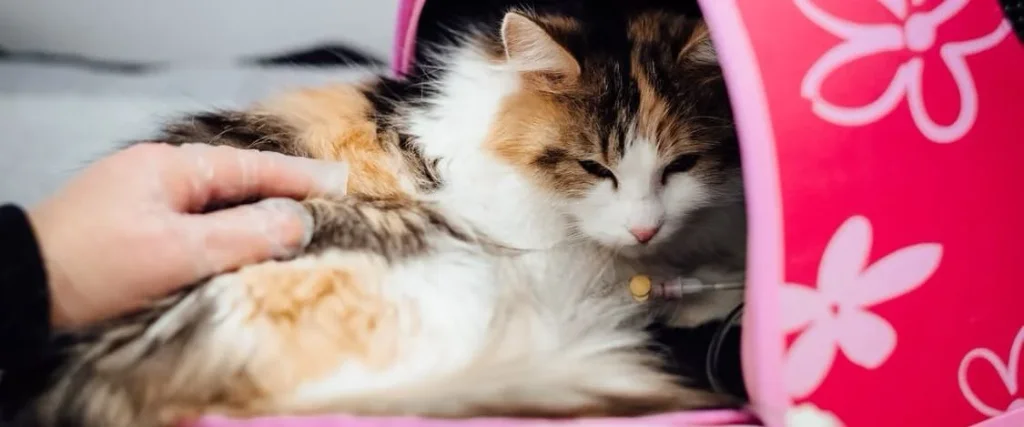 cat lying in front of carrier on drip