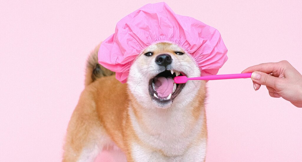 shiba inu having teeth brushed