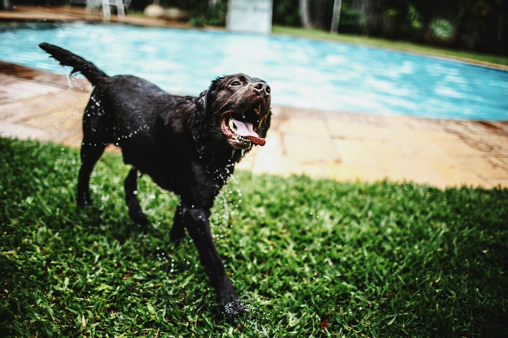 chocolate labrador shaking off water near pool