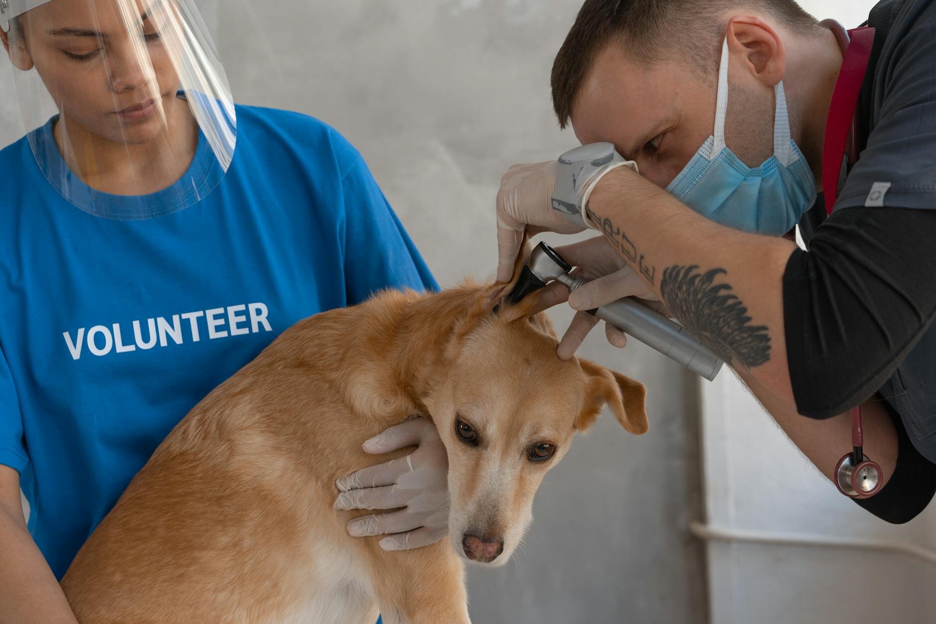 vet looking into dog's ear with a otoscope