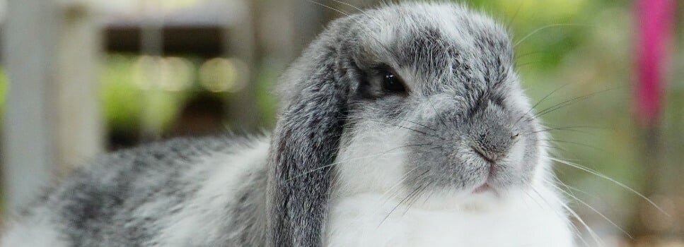grey and white rabbit