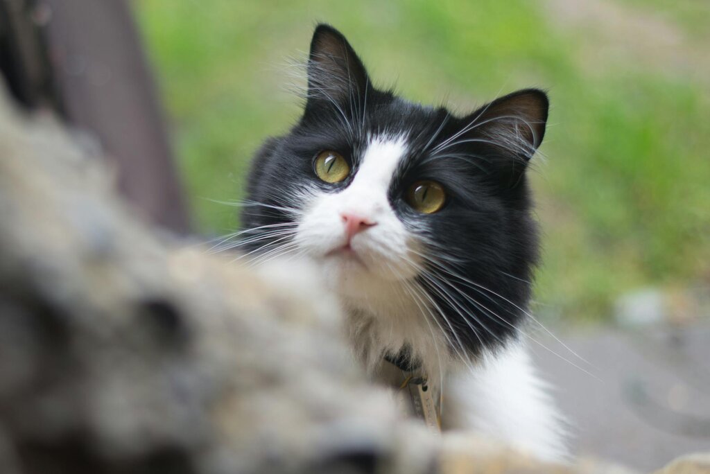 black and white cat outdoors wearing registration tag