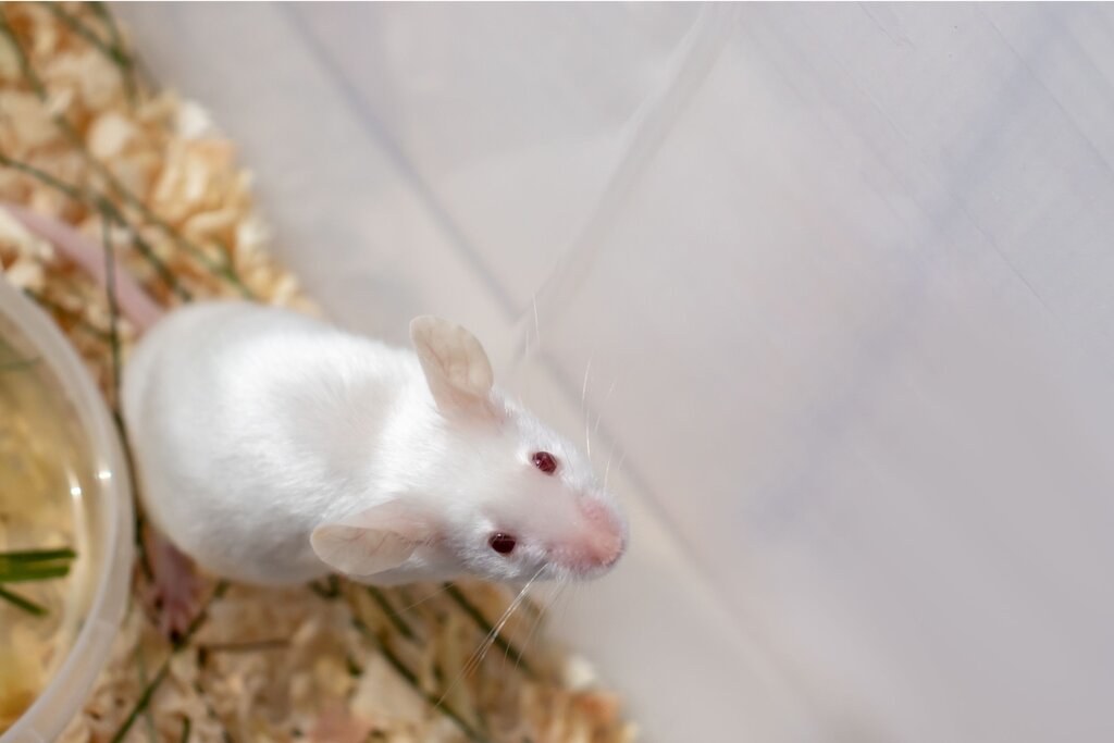 a white pet mouse looking up