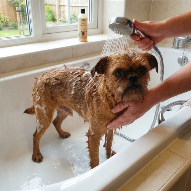 brussels griffon having a bath