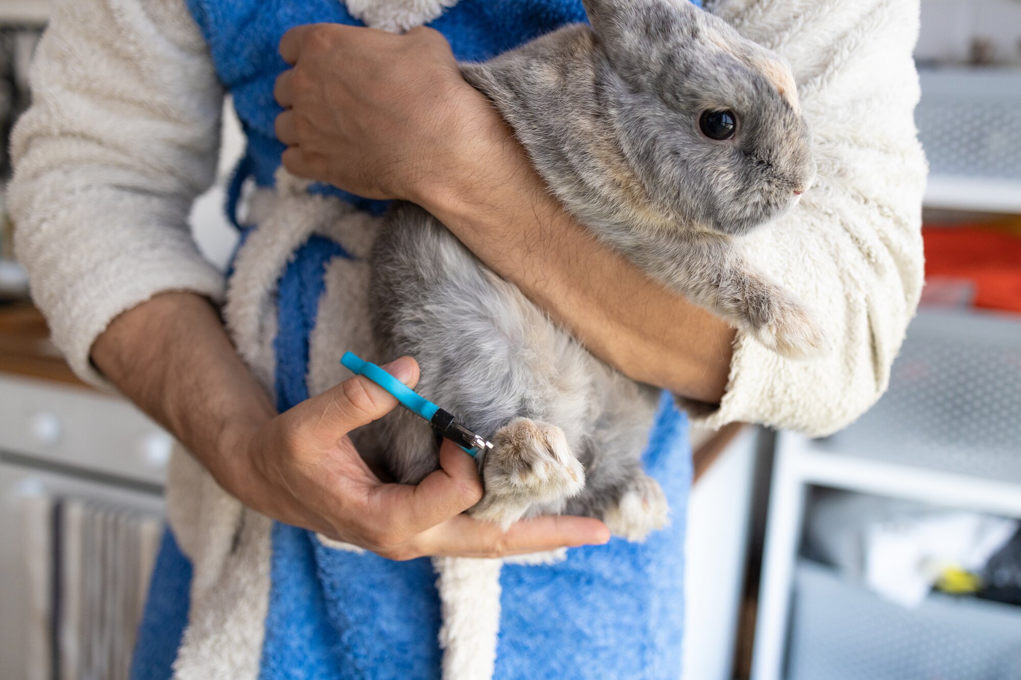 owner trimming rabbit nails