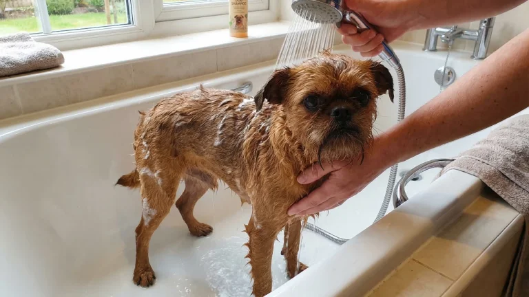 brussels griffon having a bath