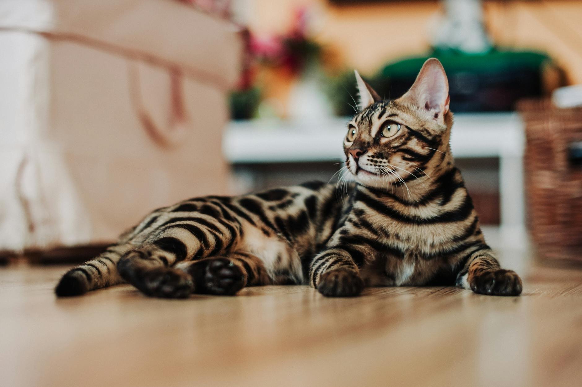 bengal cat relaxing on the floor 