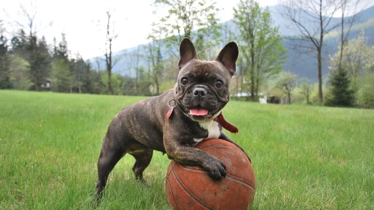 french bulldog playing with basketball