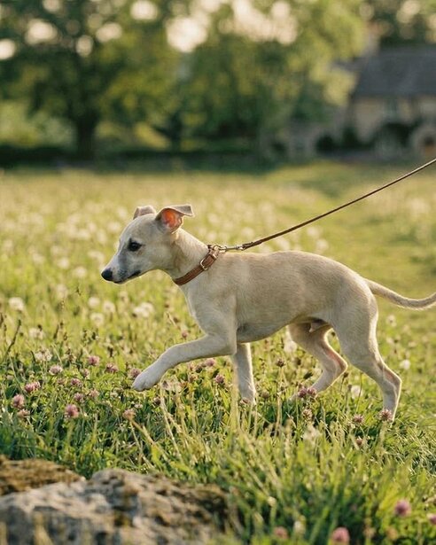 whippet puppy going for a walk