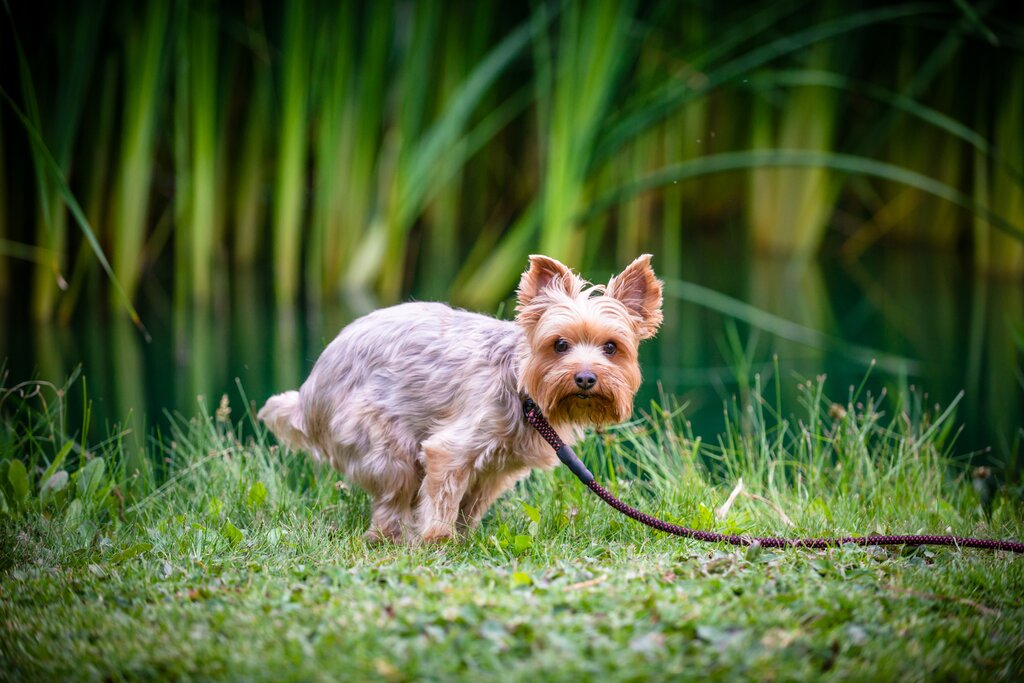 Yorkshire terrier toileting on grass
