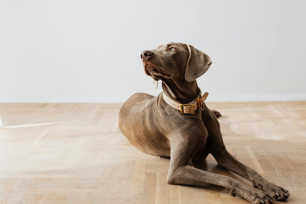 weimaraner lying on floor