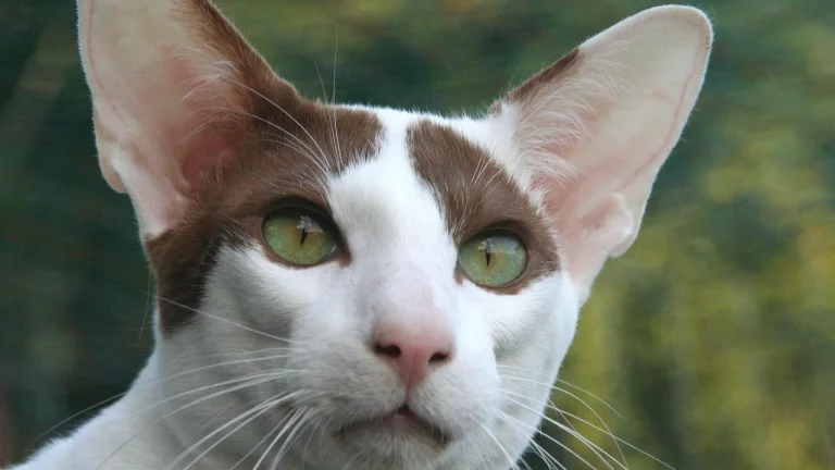 close up of oriental shorthair