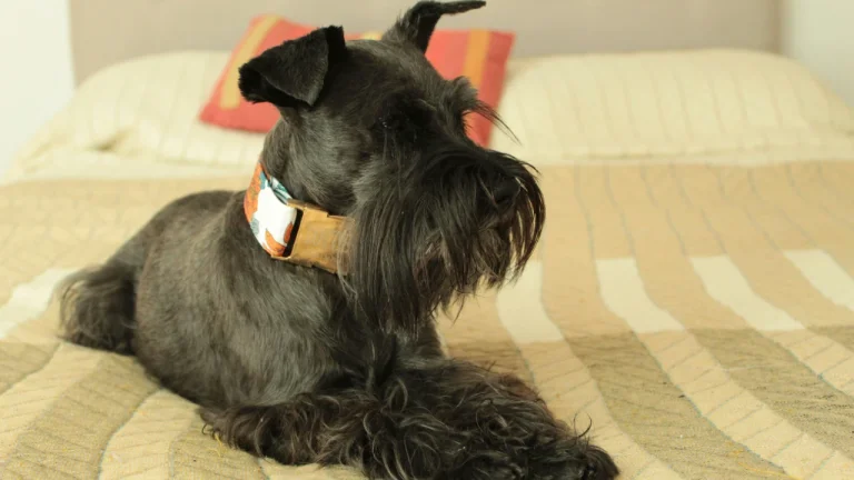 schnauzer relaxing on bed