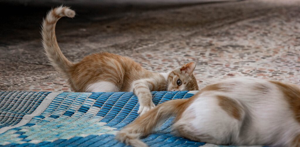 kitten playing on floor, batting at another cat's tail