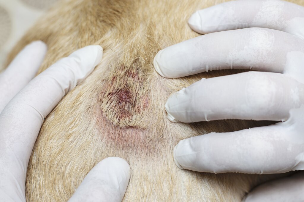 hot spot lesion on coat of a dog