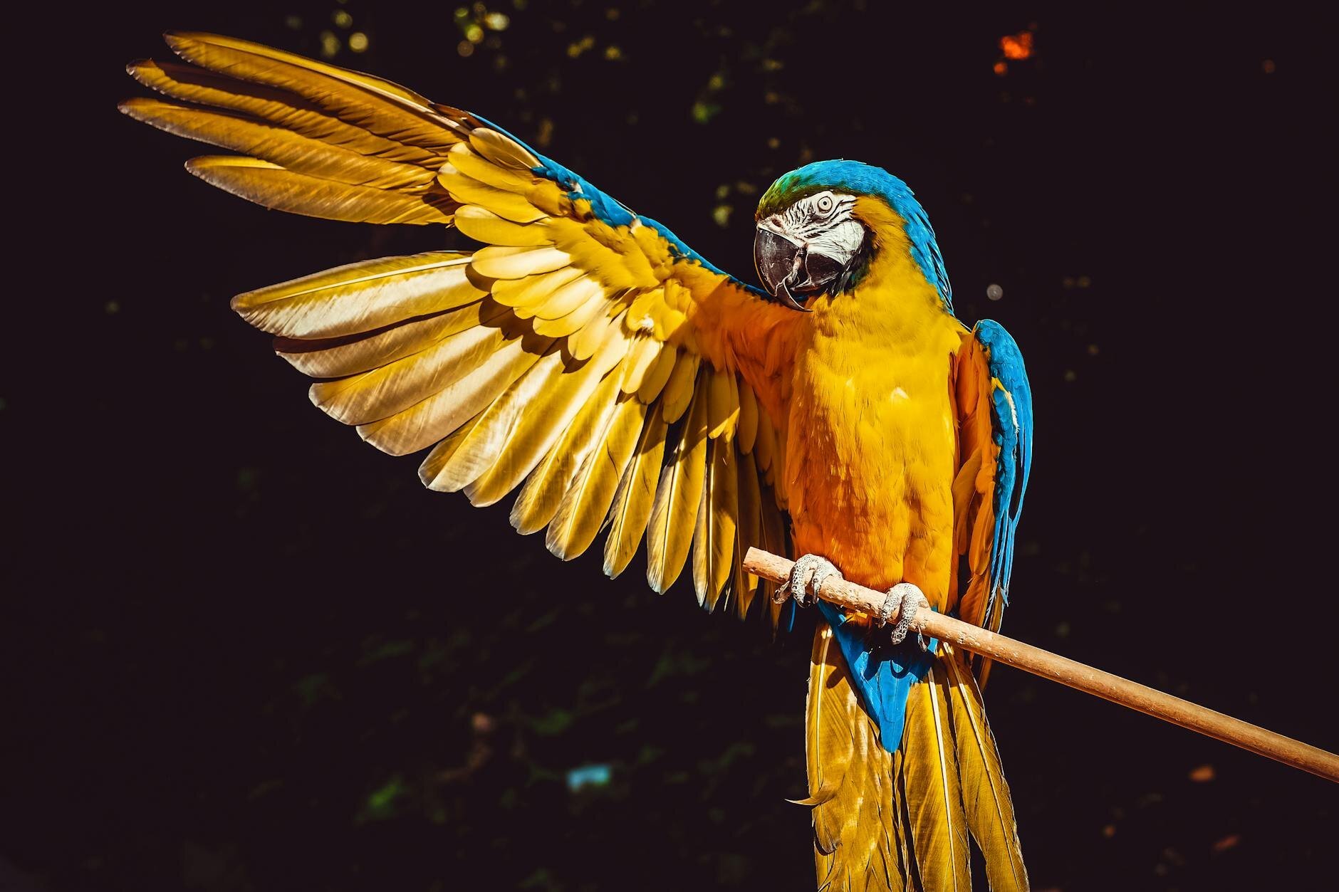 macaw with one wing extended
