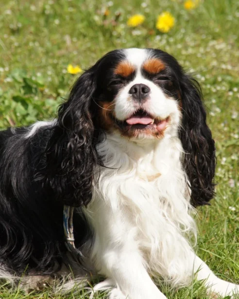 cavalier sitting in sun with eyes closed