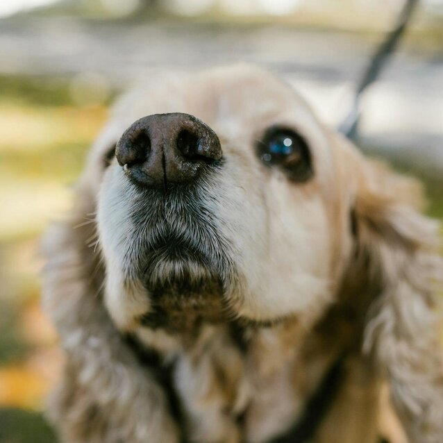 close up of cocker spaniel