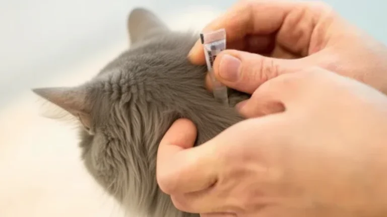 human applying parasite preventative to cat's neck
