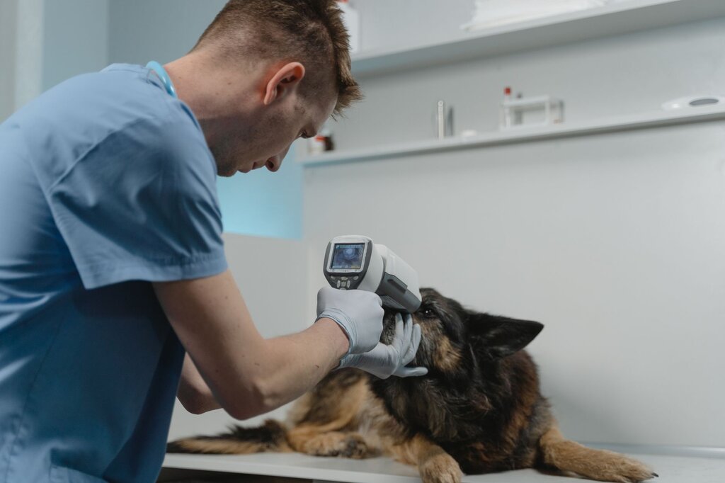 vet examining dogs eyes