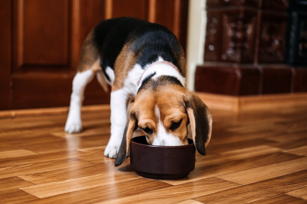 beagle eating from bowl