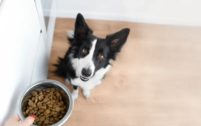 border collie looking up at bowl with dry food